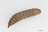 Image result for "beaked Larva". Size: 160 x 106. Source: extension.msstate.edu