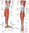足の構造 に対する画像結果.サイズ: 95 x 106。ソース: www.pinterest.co.kr