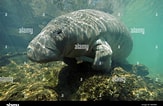 Image result for "trichechus Manatus". Size: 163 x 106. Source: www.alamy.com