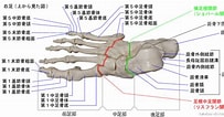 足の構造 に対する画像結果.サイズ: 203 x 106。ソース: www.takatsu-chiro.com