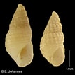 Pyramidellidae માટે ઇમેજ પરિણામ. માપ: 107 x 106. સ્ત્રોત: www.bily.com