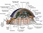 Afbeeldingsresultaten voor Mollusca pendula. Grootte: 138 x 106. Bron: musculasystem.weebly.com