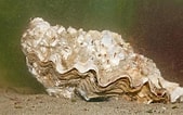 Afbeeldingsresultaten voor Japanse oester Roofdieren. Grootte: 169 x 106. Bron: www.pinterest.com