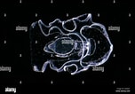 Image result for "labidoplax Digitata". Size: 152 x 106. Source: www.alamy.com