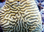 Image result for "meandrina Meandrites". Size: 147 x 106. Source: reefguide.org