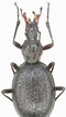 Afbeeldingsresultaten voor "diacria schmidti Occidentalis". Grootte: 60 x 106. Bron: insecterra.forumactif.com