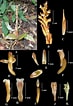 Image result for Eudorella hirsuta. Size: 73 x 106. Source: www.researchgate.net