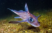 Image result for "chimaera Monstrosa". Size: 167 x 106. Source: www.earth.com