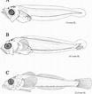 Image result for Triclops Anatomy. Size: 104 x 106. Source: www.researchgate.net