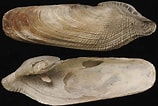 Afbeeldingsresultaten voor Pholas dactylus Stam. Grootte: 158 x 106. Bron: www.aphotomarine.com