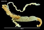 Image result for "pista Cristata". Size: 153 x 106. Source: www.marinespecies.org