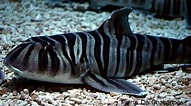 Afbeeldingsresultaten voor "heterodontus Zebra". Grootte: 191 x 106. Bron: www.allfishes.net