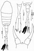 Afbeeldingsresultaten voor "tortanus Gracilis". Grootte: 71 x 106. Bron: copepodes.obs-banyuls.fr