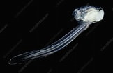 Image result for "oikopleura Gracilis". Size: 162 x 106. Source: www.sciencephoto.com