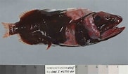 Image result for "rondeletia Loricata". Size: 182 x 106. Source: australian.museum