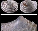 Image result for "myrtea Spinifera". Size: 128 x 106. Source: www.idscaro.net
