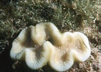 Afbeeldingsresultaten voor "manicina Areolata". Grootte: 147 x 106. Bron: coralpedia.bio.warwick.ac.uk