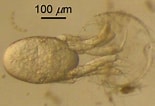 Afbeeldingsresultaten voor Euphausia pacifica Geslacht. Grootte: 155 x 106. Bron: www.wikiwand.com