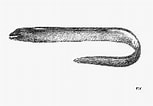 Afbeeldingsresultaten voor "gymnothorax Maderensis". Grootte: 153 x 106. Bron: www.fishbase.se