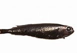 Image result for "xenodermichthys Copei". Size: 155 x 106. Source: www.descna.com