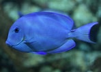 Afbeeldingsresultaten voor Blue Tang. Grootte: 148 x 106. Bron: www.seafishpool.com