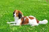 Image result for Kooikerhondje. Size: 164 x 106. Source: www.pets4homes.co.uk