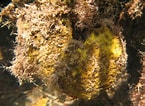 Image result for Ancorinidae. Size: 145 x 106. Source: spongeguide.uncw.edu