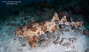 Image result for "orectolobus Japonicus". Size: 180 x 106. Source: tagmyfish.net