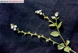 Image result for "halistemma Cupulifera". Size: 154 x 106. Source: www.zhiwutong.com