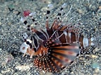 Image result for Dendrochirus zebra. Size: 143 x 106. Source: fishes.bin3aiah.net