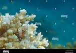 "spirorbis Corallinae" に対する画像結果.サイズ: 151 x 106。ソース: www.alamy.com