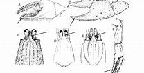 Image result for "leptocheirus Hirsutimanus". Size: 208 x 106. Source: www.researchgate.net
