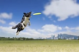 Image result for Frisbee Dog. Size: 160 x 106. Source: doodlesdaily.com
