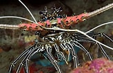 Image result for Panulirus versicolor. Size: 164 x 106. Source: miraimages.photoshelter.com