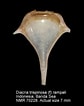 Image result for "diacria Rampali". Size: 84 x 106. Source: www.marinespecies.org