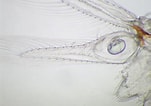 Image result for "mesopodopsis Slabberi". Size: 151 x 106. Source: www.aphotomarine.com