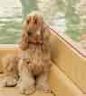 Image result for Spaniels. Size: 95 x 106. Source: dogappy.com