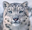 Image result for Snow Leopards. Size: 111 x 106. Source: www.reddit.com