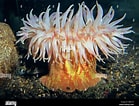 Image result for Urticina anemone. Size: 139 x 106. Source: www.alamy.com