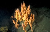 Image result for "desmacidon Fruticosum". Size: 164 x 106. Source: www.mer-littoral.org