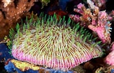 Résultat d’image pour Fungiidae coral. Taille: 166 x 106. Source: www.pinterest.com