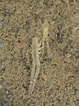 Image result for "leptocheirus Hirsutimanus". Size: 79 x 106. Source: observation.org