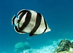 Billedresultat for Butterflyfish. størrelse: 145 x 106. Kilde: oceana.org