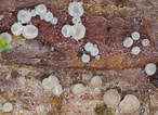 Image result for Calciodinellaceae. Size: 146 x 106. Source: www.mykologie.net
