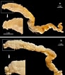 Afbeeldingsresultaten voor "polycirrus Medusa". Grootte: 92 x 106. Bron: www.researchgate.net