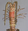 Image result for "linuparus Somniosus". Size: 96 x 106. Source: dinopedia.fandom.com