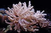 Image result for Alcyonacea. Size: 164 x 106. Source: ar.inspiredpencil.com
