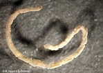 Image result for "petaloproctus Borealis". Size: 149 x 106. Source: www.iopan.gda.pl