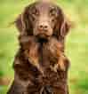 Image result for Flat Coated Retriever. Size: 99 x 106. Source: www.countrylife.co.uk