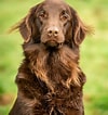 Image result for Flat Coated Retriever Opprinnelse. Size: 100 x 106. Source: www.countrylife.co.uk